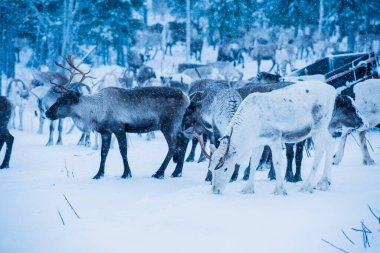 Doğal ortamda ren geyikleri, Laponya, Kuzey İsveç, kış boyunca