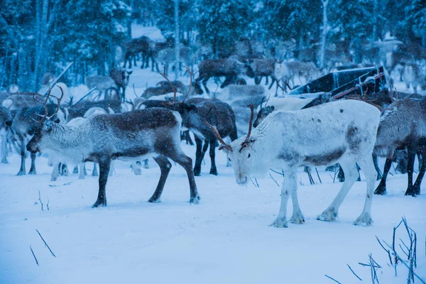 Rentiere Natürlicher Umgebung Lappland Nordschweden Winter — Stockfoto