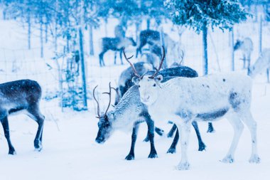 Doğal ortamda ren geyikleri, Laponya, Kuzey İsveç, kış boyunca