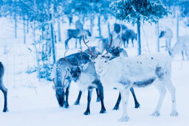 Doğal ortamda ren geyikleri, Laponya, Kuzey İsveç, kış boyunca