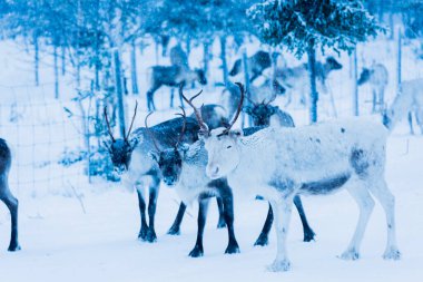 Doğal ortamda ren geyikleri, Laponya, Kuzey İsveç, kış boyunca