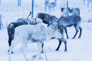 Doğal ortamda ren geyikleri, Laponya, Kuzey İsveç, kış boyunca