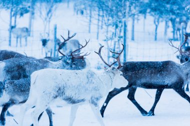 Doğal ortamda ren geyikleri, Laponya, Kuzey İsveç, kış boyunca
