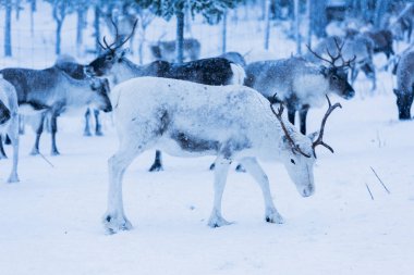 Doğal ortamda ren geyikleri, Laponya, Kuzey İsveç, kış boyunca