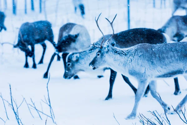 Τάρανδοι Στο Φυσικό Περιβάλλον Λαπωνία Βόρεια Σουηδία Κατά Διάρκεια Του — Φωτογραφία Αρχείου