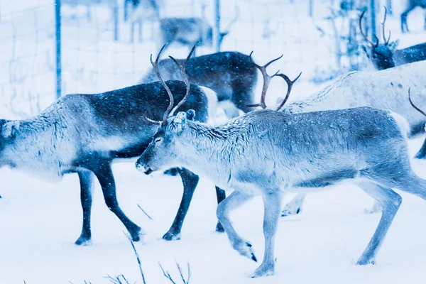 Rentiere Natürlicher Umgebung Lappland Nordschweden Winter — Stockfoto