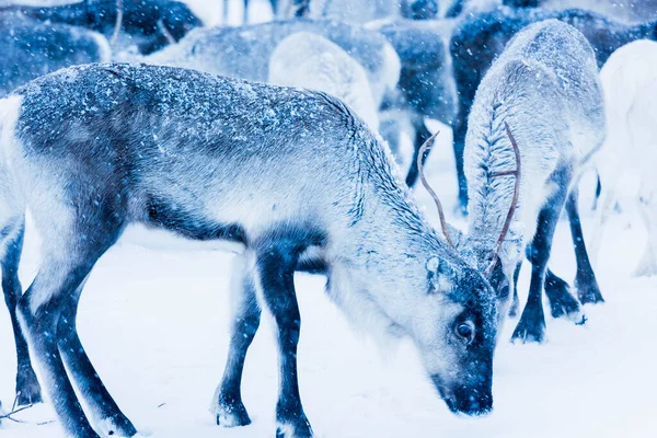 Rentiere Natürlicher Umgebung Lappland Nordschweden Winter — Stockfoto