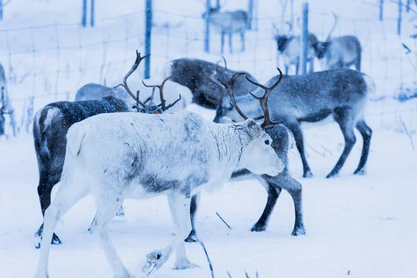 Rentiere Natürlicher Umgebung Lappland Nordschweden Winter — Stockfoto