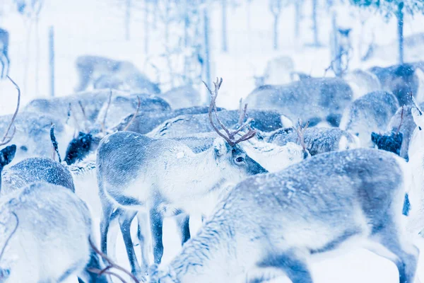 Rénszarvasok Természetes Környezetben Lappföldön Észak Svédországban Télen — Stock Fotó