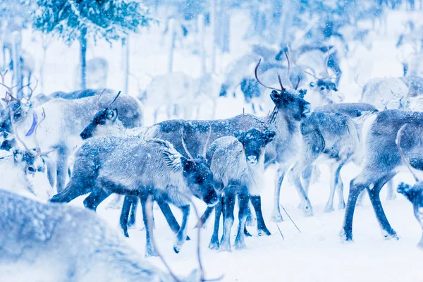 Пасажири Природному Середовищі Лапландія Північна Швеція Взимку — стокове фото