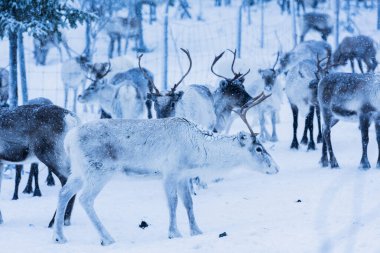 Doğal ortamda ren geyikleri, Laponya, Kuzey İsveç, kış boyunca