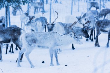 Doğal ortamda ren geyikleri, Laponya, Kuzey İsveç, kış boyunca