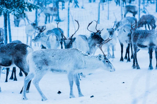 冬の間の自然環境 ラップランド 北スウェーデンのトナカイ — ストック写真