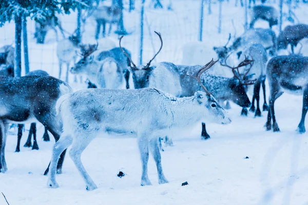 Rentiere Natürlicher Umgebung Lappland Nordschweden Winter — Stockfoto
