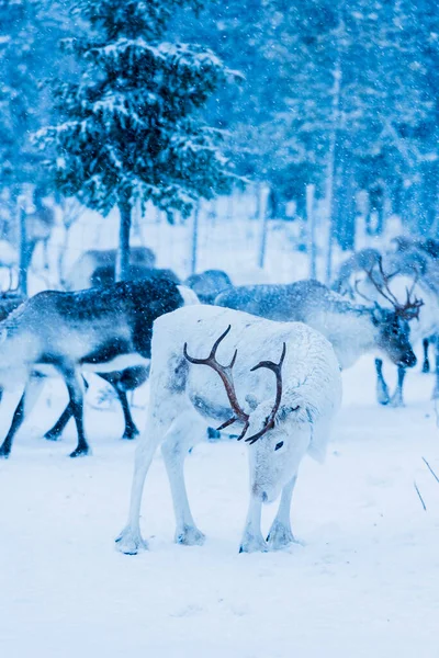 Renos Ambiente Natural Laponia Norte Suecia Durante Invierno Fotos de stock libres de derechos