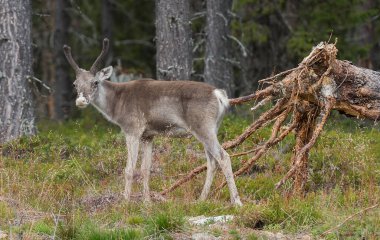 İsveç 'te yazın ren geyiği