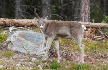İsveç 'te yazın ren geyiği