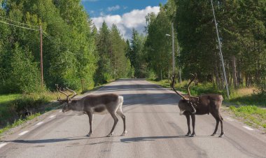 reindeer in summer in swedish lapland clipart