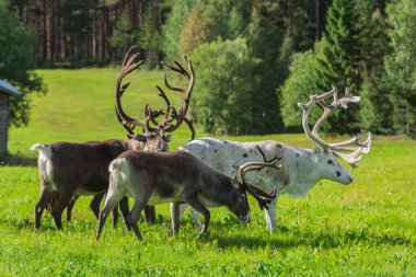 reindeer in summer in swedish lapland clipart