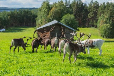 İsveç 'te yazın ren geyiği