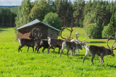 İsveç 'te yazın ren geyiği