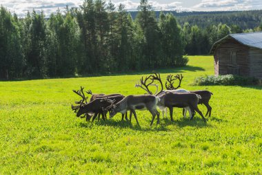 İsveç 'te yazın ren geyiği