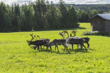 İsveç 'te yazın ren geyiği