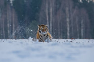Sibirya kaplanı (Panthera tigris tigris tigris) ormanda Amur kaplanı (Panthera tigris altaica), ormanda dişi kaplan olarak da bilinir. Genç bir kaplan pençelerini bir ağaca geçirir..