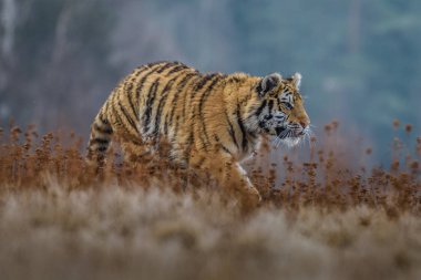 Sibirya kaplanı (Panthera tigris tigris tigris) ormanda Amur kaplanı (Panthera tigris altaica), ormanda dişi kaplan olarak da bilinir. Genç bir kaplan pençelerini bir ağaca geçirir..