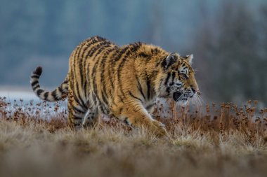 Sibirya kaplanı (Panthera tigris tigris tigris) ormanda Amur kaplanı (Panthera tigris altaica), ormanda dişi kaplan olarak da bilinir. Genç bir kaplan pençelerini bir ağaca geçirir..