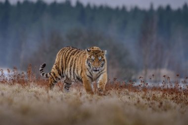 Sibirya kaplanı (Panthera tigris tigris tigris) ormanda Amur kaplanı (Panthera tigris altaica), ormanda dişi kaplan olarak da bilinir. Genç bir kaplan pençelerini bir ağaca geçirir..