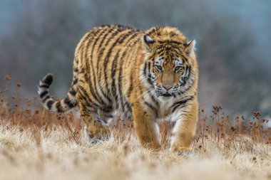 Sibirya kaplanı (Panthera tigris tigris tigris) ormanda Amur kaplanı (Panthera tigris altaica), ormanda dişi kaplan olarak da bilinir. Genç bir kaplan pençelerini bir ağaca geçirir..