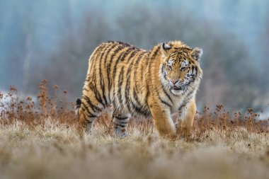 Sibirya kaplanı (Panthera tigris tigris tigris) ormanda Amur kaplanı (Panthera tigris altaica), ormanda dişi kaplan olarak da bilinir. Genç bir kaplan pençelerini bir ağaca geçirir..