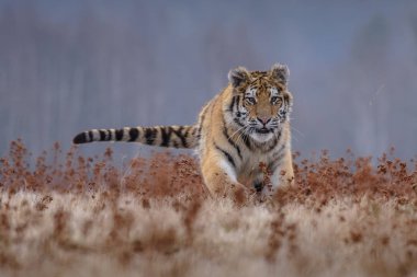 Sibirya kaplanı (Panthera tigris tigris tigris) ormanda Amur kaplanı (Panthera tigris altaica), ormanda dişi kaplan olarak da bilinir. Genç bir kaplan pençelerini bir ağaca geçirir..