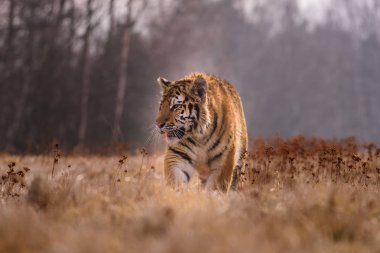 Sibirya kaplanı (Panthera tigris tigris tigris) ormanda Amur kaplanı (Panthera tigris altaica), ormanda dişi kaplan olarak da bilinir. Genç bir kaplan pençelerini bir ağaca geçirir..