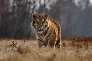 Sibirya kaplanı (Panthera tigris tigris tigris) ormanda Amur kaplanı (Panthera tigris altaica), ormanda dişi kaplan olarak da bilinir. Genç bir kaplan pençelerini bir ağaca geçirir..
