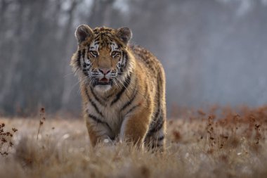 Sibirya kaplanı (Panthera tigris tigris tigris) ormanda Amur kaplanı (Panthera tigris altaica), ormanda dişi kaplan olarak da bilinir. Genç bir kaplan pençelerini bir ağaca geçirir..