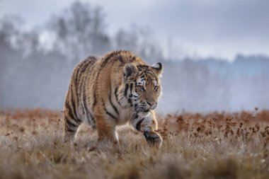 Sibirya kaplanı (Panthera tigris tigris tigris) ormanda Amur kaplanı (Panthera tigris altaica), ormanda dişi kaplan olarak da bilinir. Genç bir kaplan pençelerini bir ağaca geçirir..
