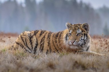 Sibirya kaplanı (Panthera tigris tigris tigris) ormanda Amur kaplanı (Panthera tigris altaica), ormanda dişi kaplan olarak da bilinir. Genç bir kaplan pençelerini bir ağaca geçirir..