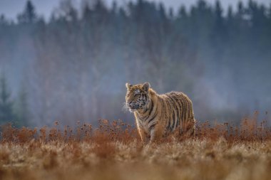 Sibirya kaplanı (Panthera tigris tigris tigris) ormanda Amur kaplanı (Panthera tigris altaica), ormanda dişi kaplan olarak da bilinir. Genç bir kaplan pençelerini bir ağaca geçirir..