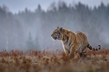 Sibirya kaplanı (Panthera tigris tigris tigris) ormanda Amur kaplanı (Panthera tigris altaica), ormanda dişi kaplan olarak da bilinir. Genç bir kaplan pençelerini bir ağaca geçirir..