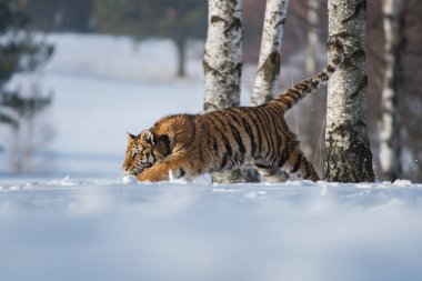 Sibirya kaplanı (Panthera tigris tigris tigris) ormanda Amur kaplanı (Panthera tigris altaica), ormanda dişi kaplan olarak da bilinir. Genç bir kaplan pençelerini bir ağaca geçirir..