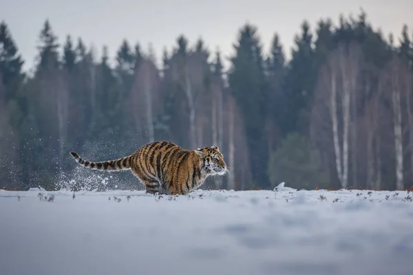 Tigre Siberiano Panthera Tigris Tigris También Llamado Tigre Amur Panthera — Foto de Stock