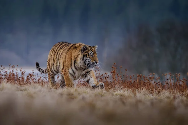 Den Sibiriska Tigern Panthera Tigris Tigris Kallas Också Amur Tiger — Stockfoto