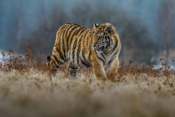 シベリアトラ Panthera Tigris Tigris は森の中のアムールトラ Panthera Tigris Altaica とも呼ばれ 森の中の若い雌虎 — ストック写真