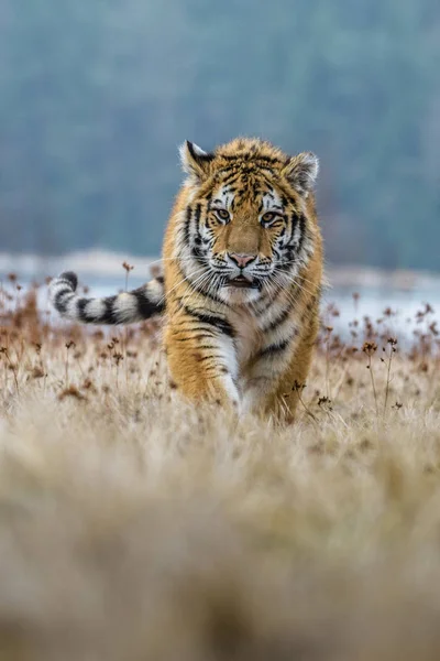 Sibirya Kaplanı Panthera Tigris Tigris Tigris Ormanda Amur Kaplanı Panthera — Stok fotoğraf