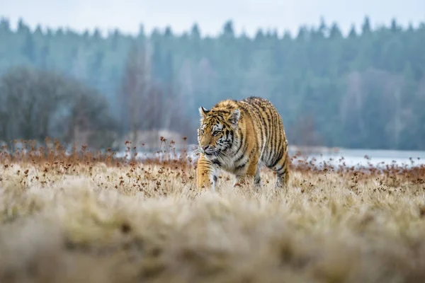 시베리아 호랑이 Panthera Tigris Tigris 속에서는아 호랑이 Panthera Tigris Altaica — 스톡 사진