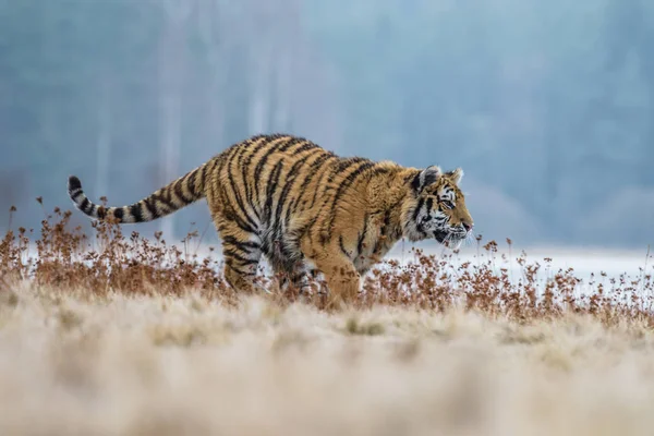 Τίγρης Της Σιβηρίας Panthera Tigris Tigris Ονομάζεται Επίσης Τίγρης Amur — Φωτογραφία Αρχείου