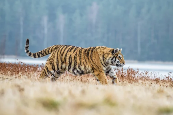 시베리아 호랑이 Panthera Tigris Tigris 속에서는아 호랑이 Panthera Tigris Altaica — 스톡 사진