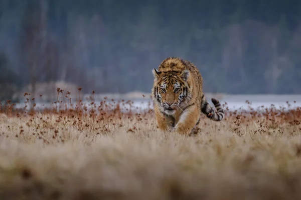 Tigre Siberiano Panthera Tigris Tigris También Llamado Tigre Amur Panthera — Foto de Stock